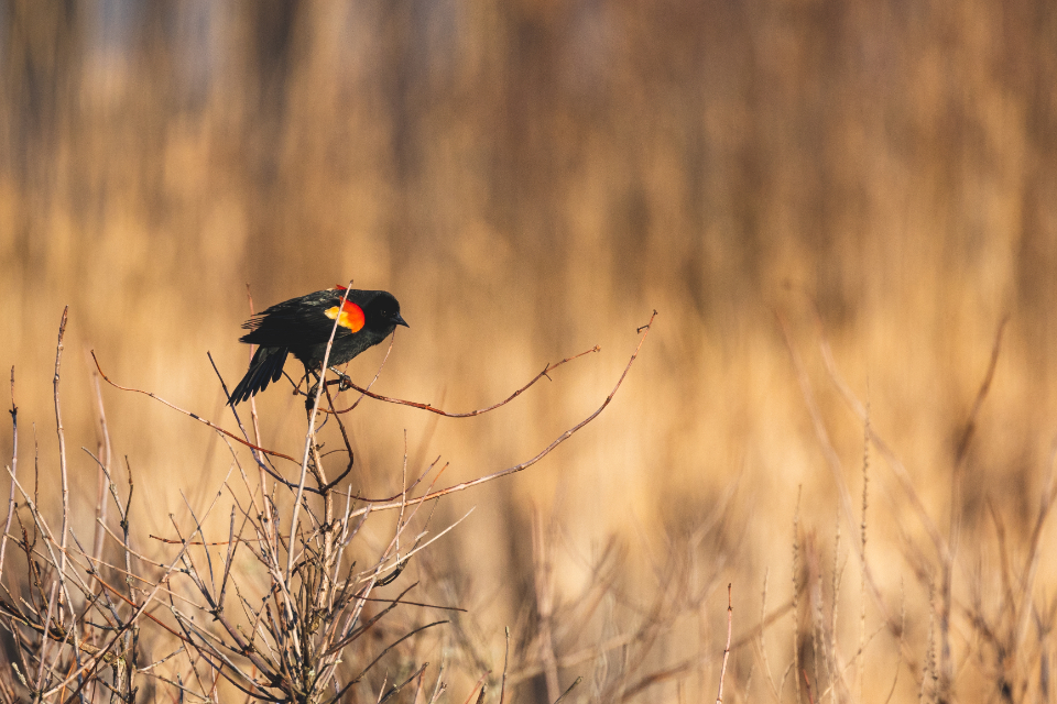 Black Bird