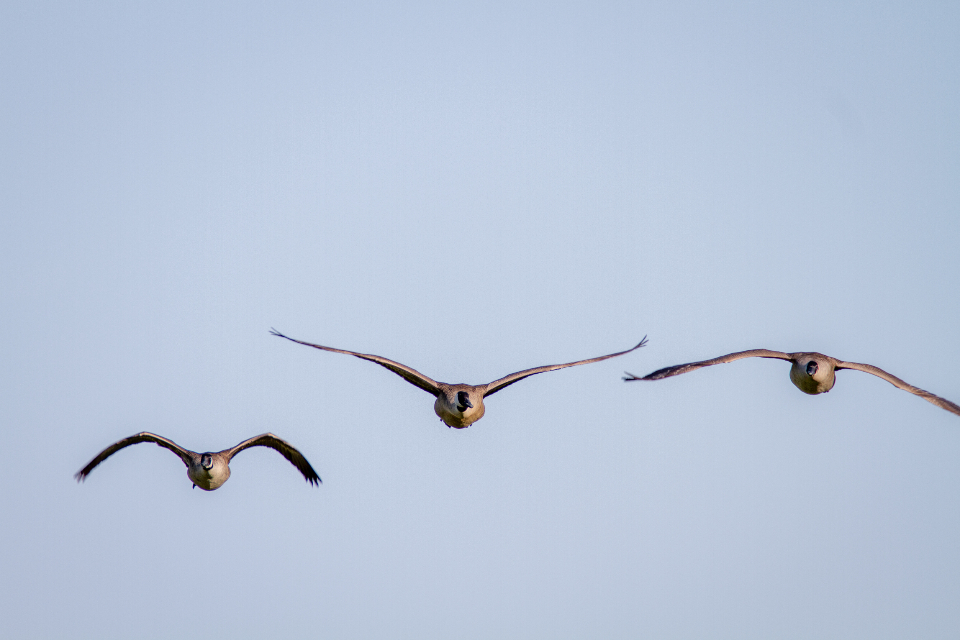 Birds Flying