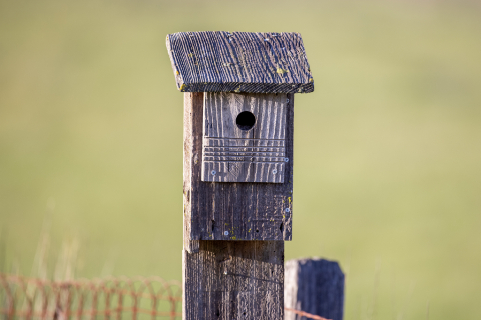 Birdhouse Bird