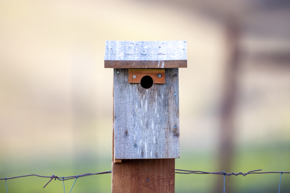 Birdhouse Bird