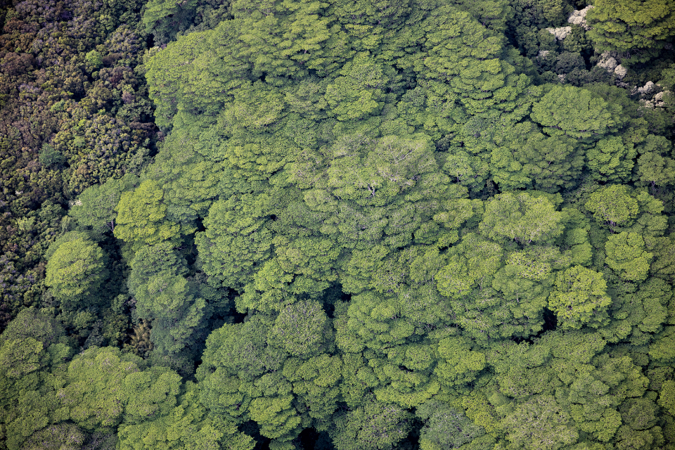 Trees Aerial