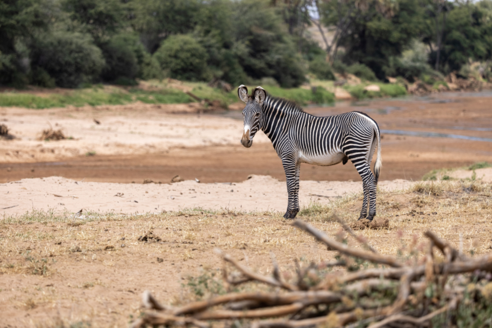 Zebra Animal
