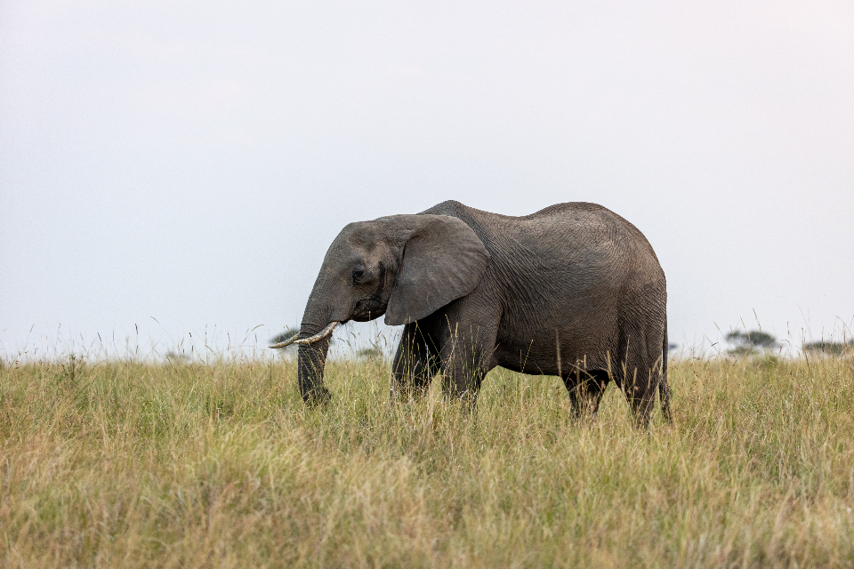 Elephant Animal
