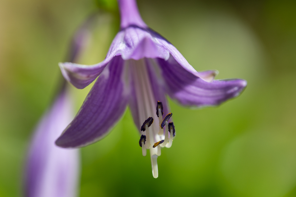 Spring Flower
