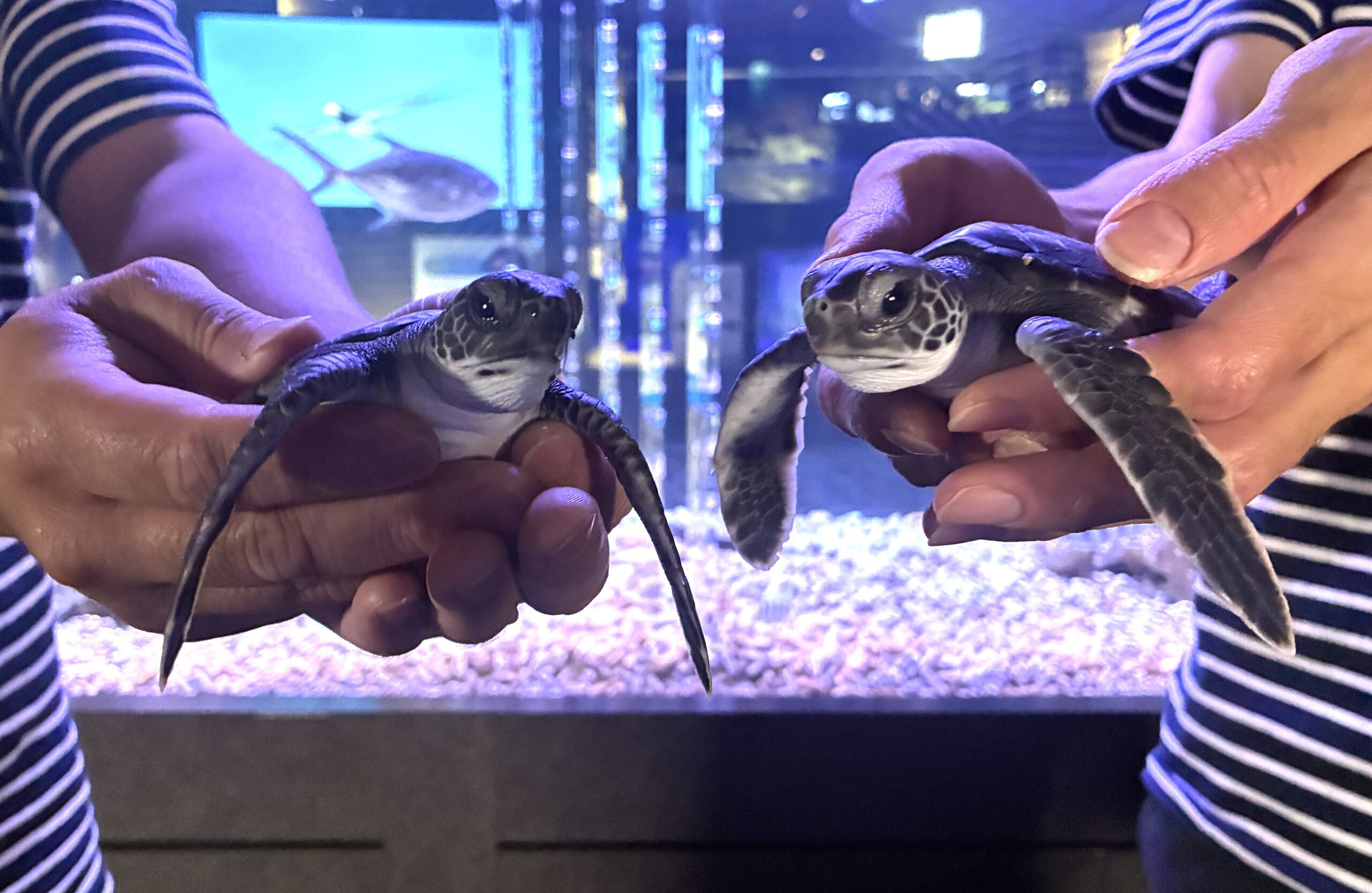 墨田水族館