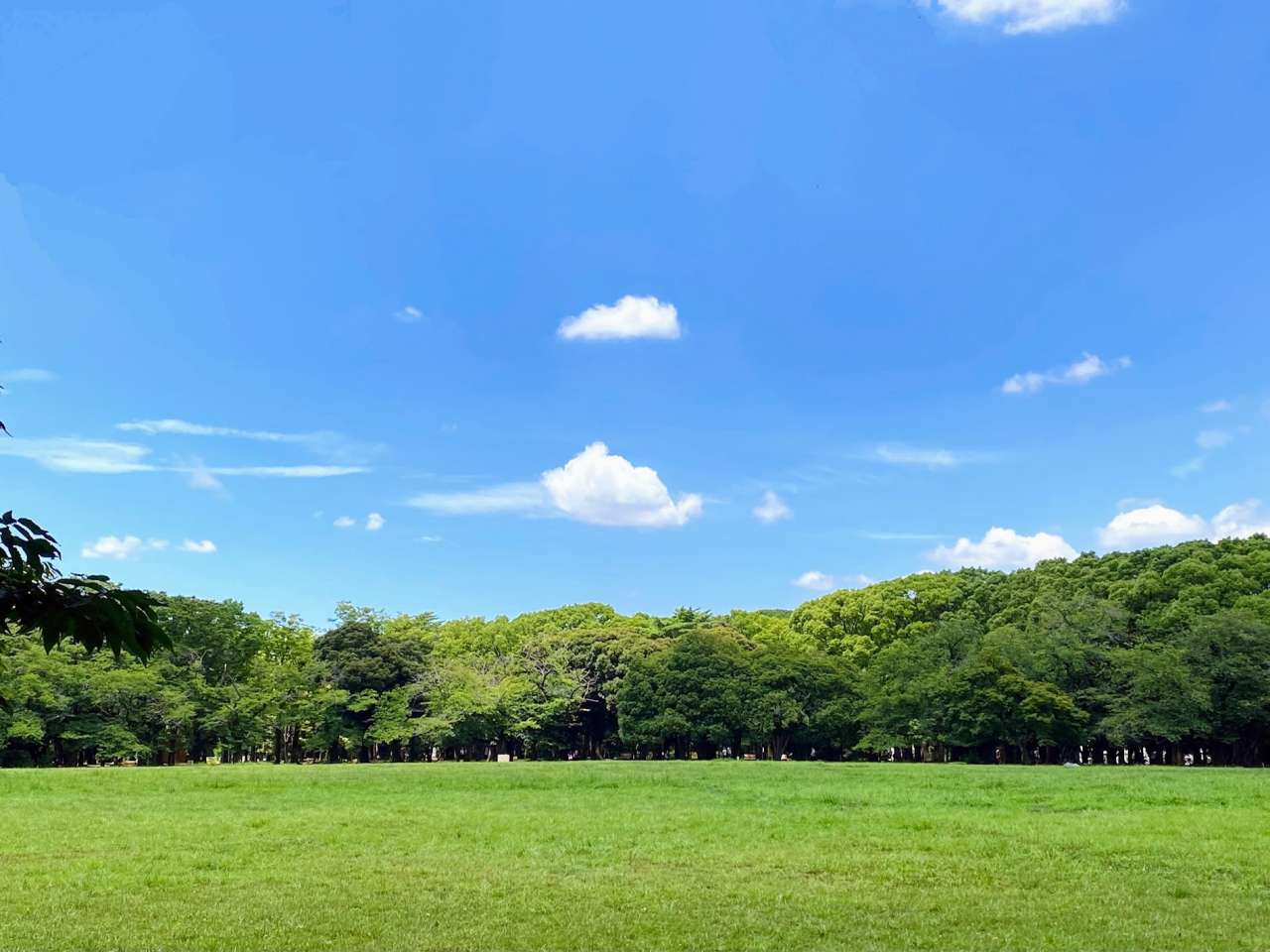 代々木公園中央広場 (青空)
