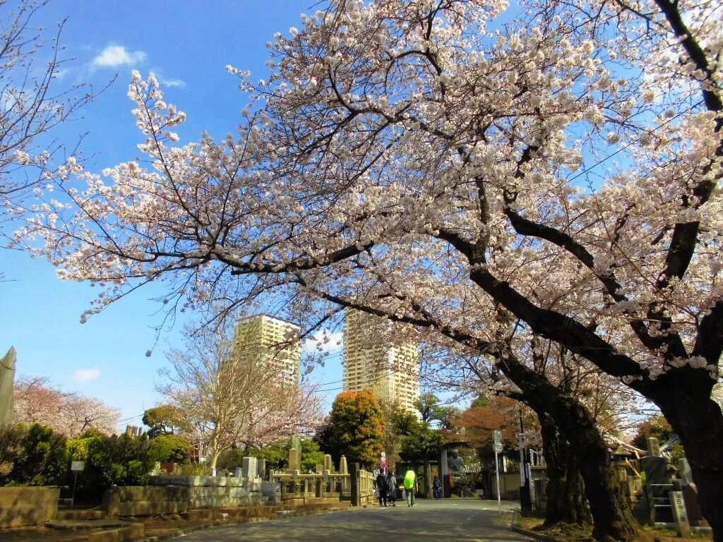 谷中靈園